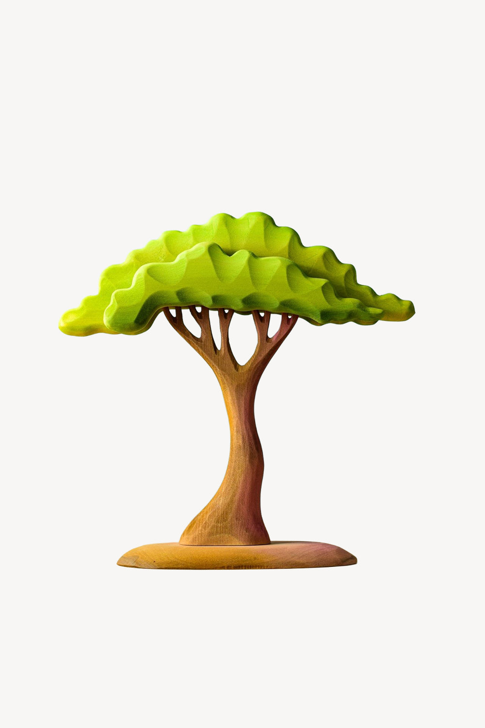 Large Acacia Tree