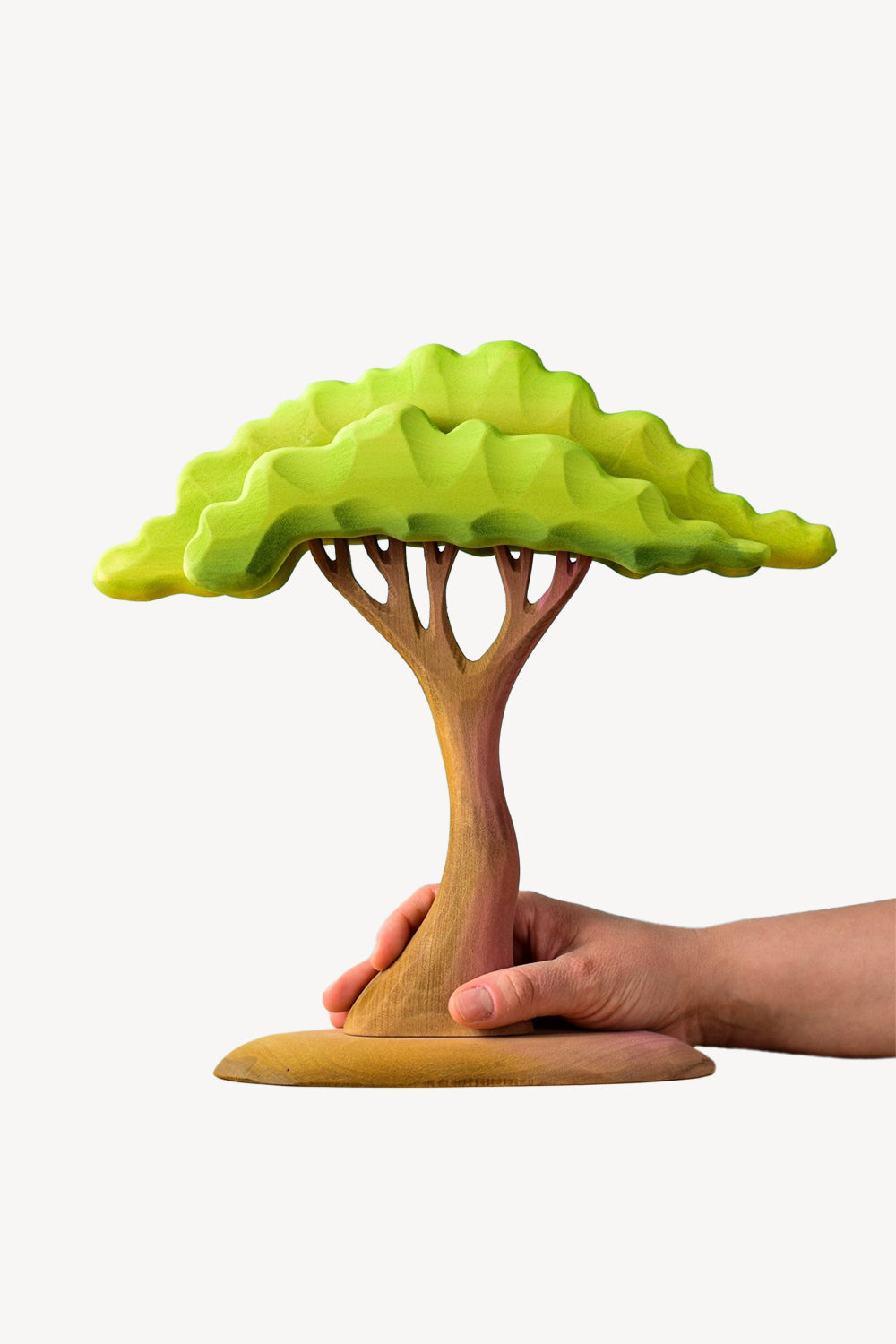 Large Acacia Tree